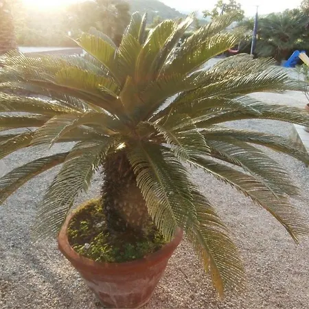By Interhome * Capoliveri (Isola d'Elba)
