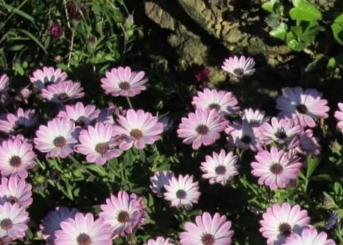 Mit Wasserblick By Interhome Apartment Capoliveri (Isola d'Elba)