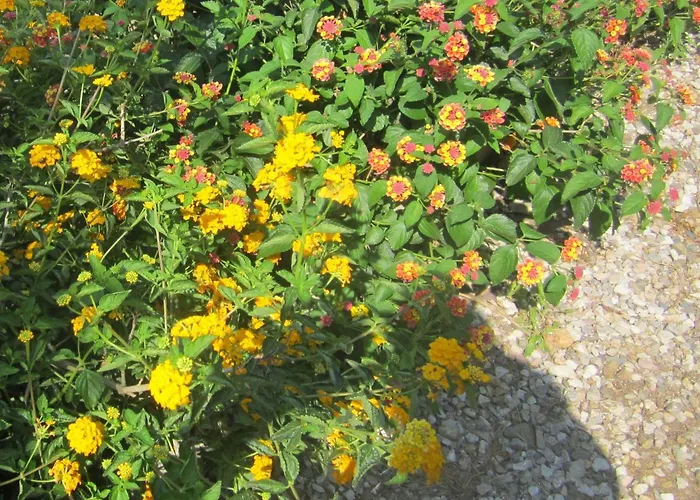 Mit Wasserblick By Interhome * Capoliveri (Isola d'Elba)